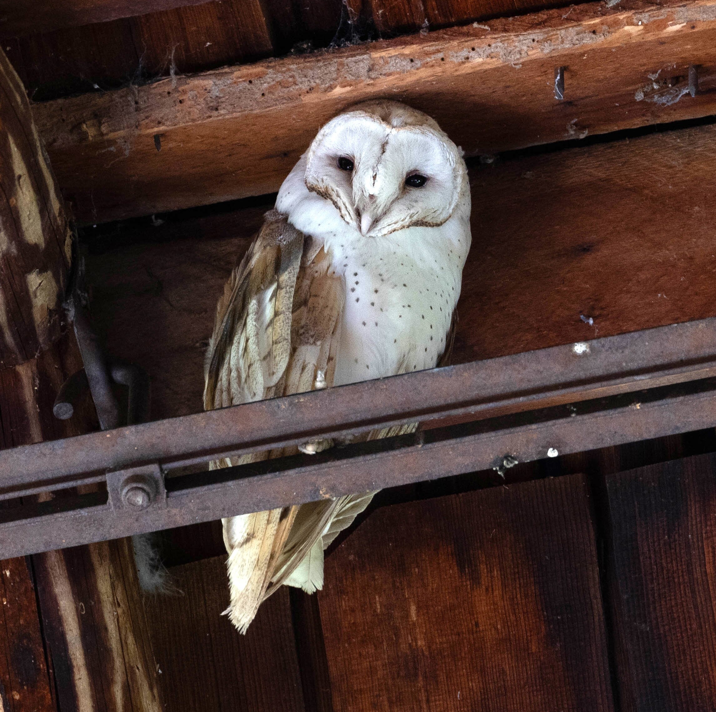 Halloween: Whooooo wants to learn about owls? - logo